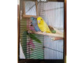 forpusy-parik0911277981-small-0