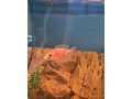 cichlidy-mix-small-1
