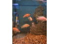 cichlidy-mix-small-4