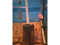 cichlidy-mix-small-3