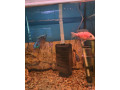 cichlidy-mix-small-2