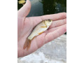 karas-striebristy-small-1