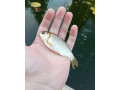 karas-striebristy-small-0