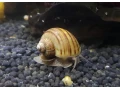 predam-sladkovodne-slimaky-ampularia-pomacea-vlastny-cho-small-0