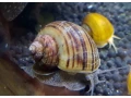 predam-sladkovodne-slimaky-ampularia-pomacea-vlastny-cho-small-1