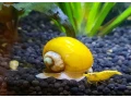 predam-sladkovodne-slimaky-ampularia-pomacea-vlastny-cho-small-3