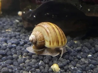predam-sladkovodne-slimaky-ampularia-pomacea-vlastny-cho