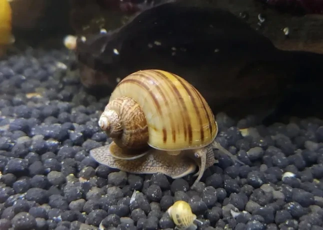 predam-sladkovodne-slimaky-ampularia-pomacea-vlastny-cho-big-0