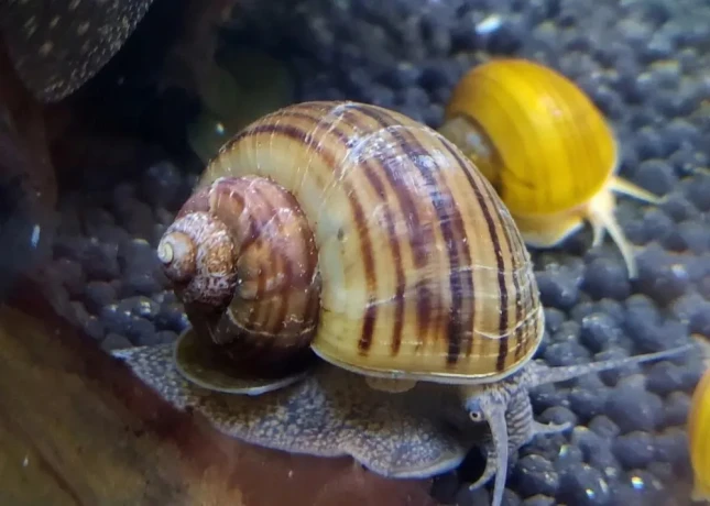 predam-sladkovodne-slimaky-ampularia-pomacea-vlastny-cho-big-1