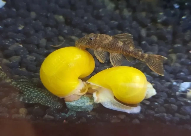 predam-sladkovodne-slimaky-ampularia-pomacea-vlastny-cho-big-2