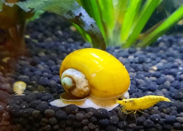 predam-sladkovodne-slimaky-ampularia-pomacea-vlastny-cho-big-3