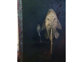 predam-prisavniky-ancistrus-vlastny-chov-small-2