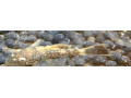 predam-prisavniky-ancistrus-vlastny-chov-small-3