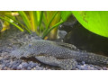 predam-prisavniky-ancistrus-vlastny-chov-small-1