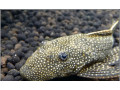 predam-prisavniky-ancistrus-vlastny-chov-small-0