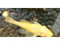 predam-prisavniky-ancistrus-vlastny-chov-small-4