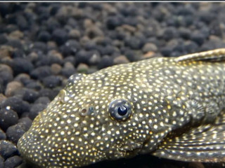 predam-prisavniky-ancistrus-vlastny-chov