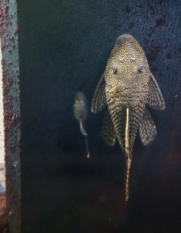 predam-prisavniky-ancistrus-vlastny-chov-big-2