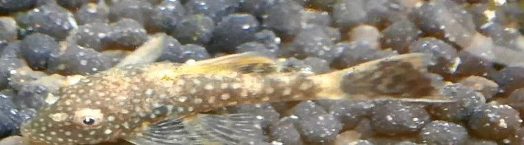 predam-prisavniky-ancistrus-vlastny-chov-big-3