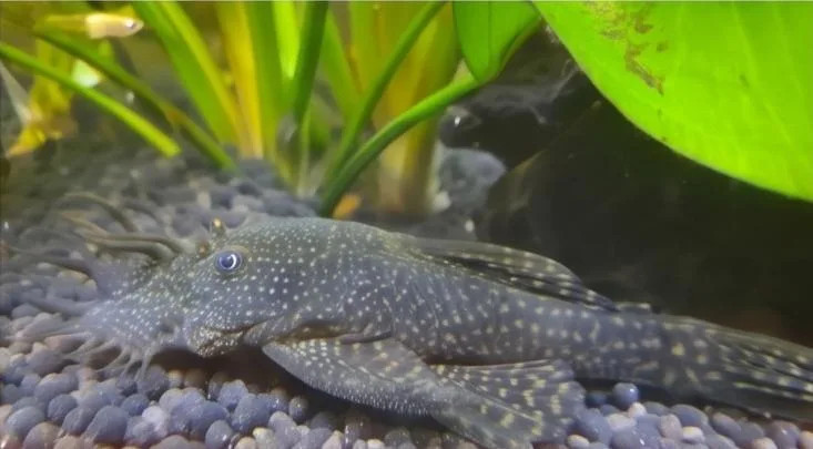 predam-prisavniky-ancistrus-vlastny-chov-big-1