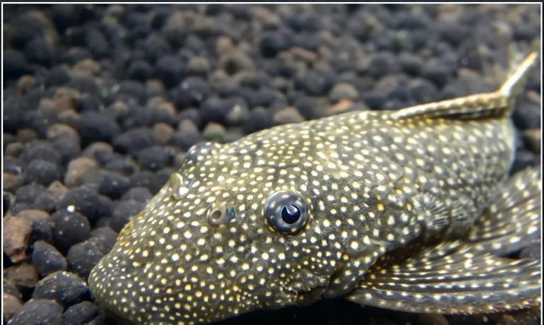 predam-prisavniky-ancistrus-vlastny-chov-big-0