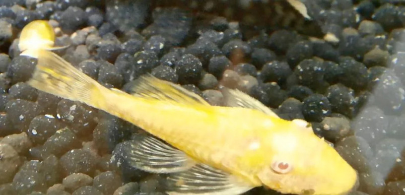 predam-prisavniky-ancistrus-vlastny-chov-big-4