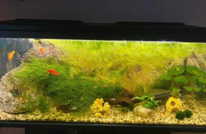 predam-akvarium-160l-big-0