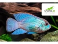 darujem-akara-electric-blue-small-0