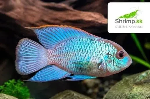 darujem-akara-electric-blue-big-0