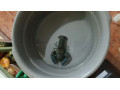 cherax-destructor-rak-small-0