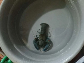 cherax-destructor-rak