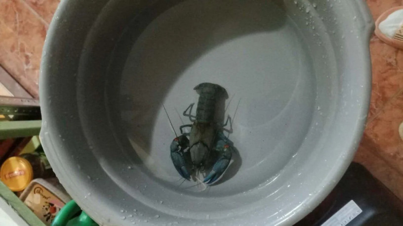 cherax-destructor-rak-big-0