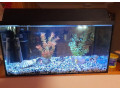 akvarium-small-0