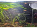 25l-akvarium-diversa-plne-zariadene-bojovnica-small-1