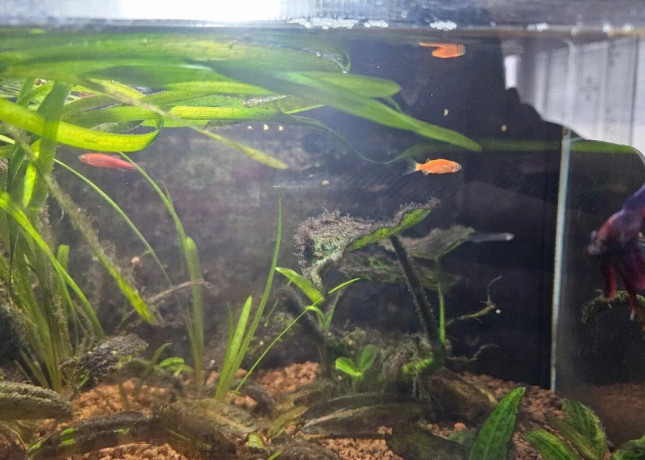 25l-akvarium-diversa-plne-zariadene-bojovnica-big-1