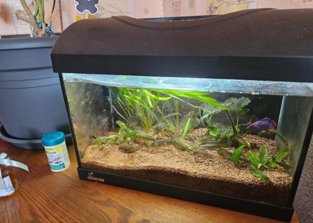 25l-akvarium-diversa-plne-zariadene-bojovnica-big-0