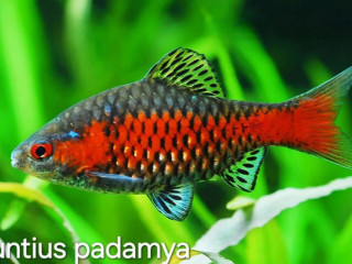 mrenka-odesska-puntius-padamya