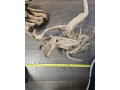 predam-koren-small-1
