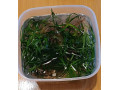 rastlinky-do-akvaria-small-2