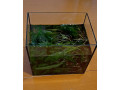 rastlinky-do-akvaria-small-3