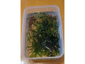 rastlinky-do-akvaria-small-1