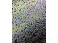 predam-akvarijne-rastliny-small-0
