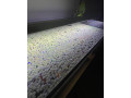 predam-akvarijne-rastliny-small-2