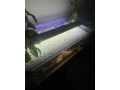 predam-akvarijne-rastliny-small-1