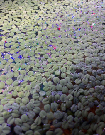 predam-akvarijne-rastliny-big-0