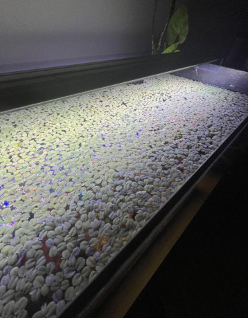 predam-akvarijne-rastliny-big-2
