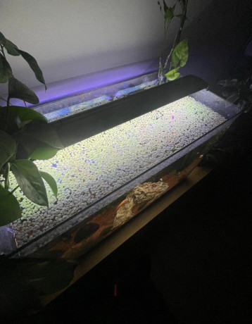predam-akvarijne-rastliny-big-1