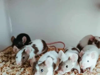 mysi-a-potkany