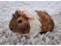 darujem-morca-small-0