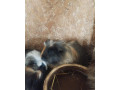morske-prasiatko-small-2